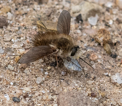 Bombyliini