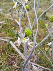 Ranunculus apiifolius