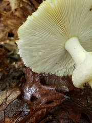 Amanita arkansana