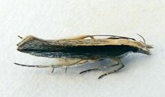 Megacraspedus plutella