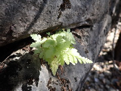 Woodsia obtusa