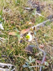 Ranunculus apiifolius