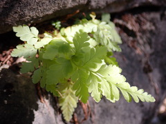 Woodsia obtusa