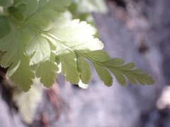 Woodsia obtusa