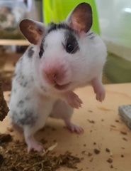 Mesocricetus auratus