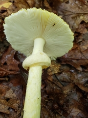 Amanita arkansana