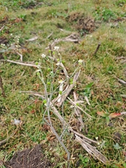 Ranunculus apiifolius