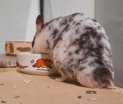 Mesocricetus auratus