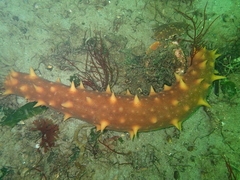 Apostichopus californicus