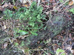 Prumnopitys ferruginea