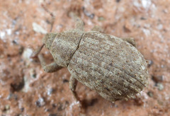 Romualdius scaber