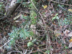 Prumnopitys ferruginea