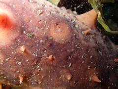 Apostichopus californicus