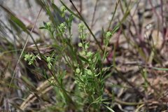 Lepidium densiflorum