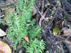 Prumnopitys ferruginea