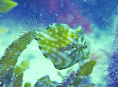 Brachaluteres jacksonianus