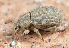 Romualdius scaber