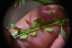 Lepidium densiflorum