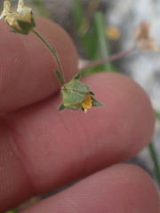 Potentilla glaucophylla