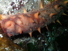 Apostichopus californicus