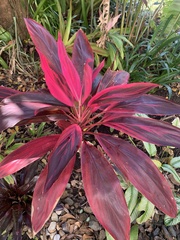 Cordyline fruticosa