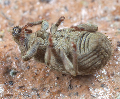 Romualdius scaber
