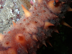 Apostichopus californicus