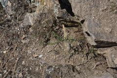 Lappula occidentalis occidentalis