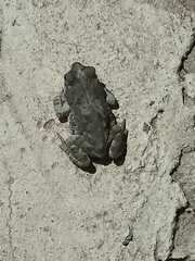Rhinella granulosa
