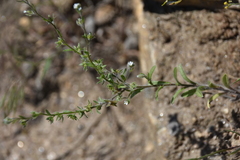 Lappula occidentalis occidentalis