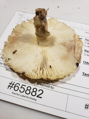 Amanita arkansana