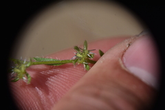 Lappula occidentalis occidentalis