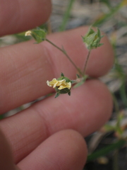 Potentilla glaucophylla