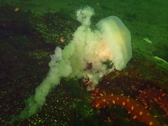 Phacellophora camtschatica