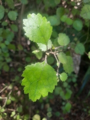 Rhabdothamnus solandri