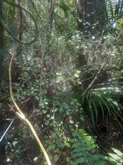 Rhabdothamnus solandri