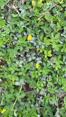 Arachis pintoi