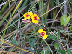 Platylobium obtusangulum