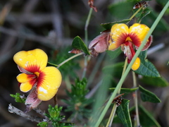 Platylobium obtusangulum