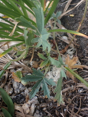 Potentilla glaucophylla