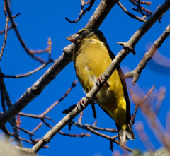 Coccothraustes vespertinus