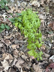Aconitum noveboracense