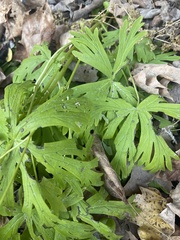 Aconitum noveboracense