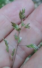 Poa compressa