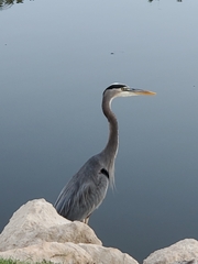 Ardea herodias