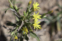 Croptilon rigidifolium