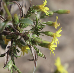 Croptilon rigidifolium