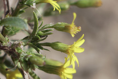 Croptilon rigidifolium