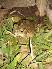 Rhinella arenarum