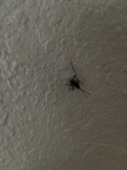 Evania appendigaster